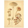 Flax Art Poster | Encyclopedia Mushroom A | FWP-AP-EN5A